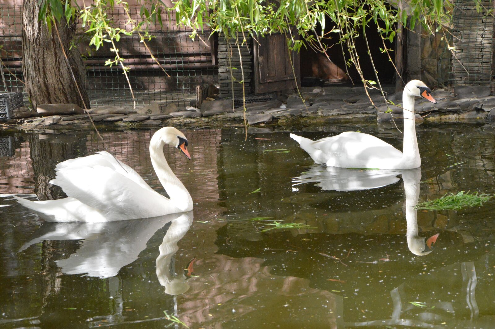 Nikon D3200 sample photo. Swans, birds, pond photography