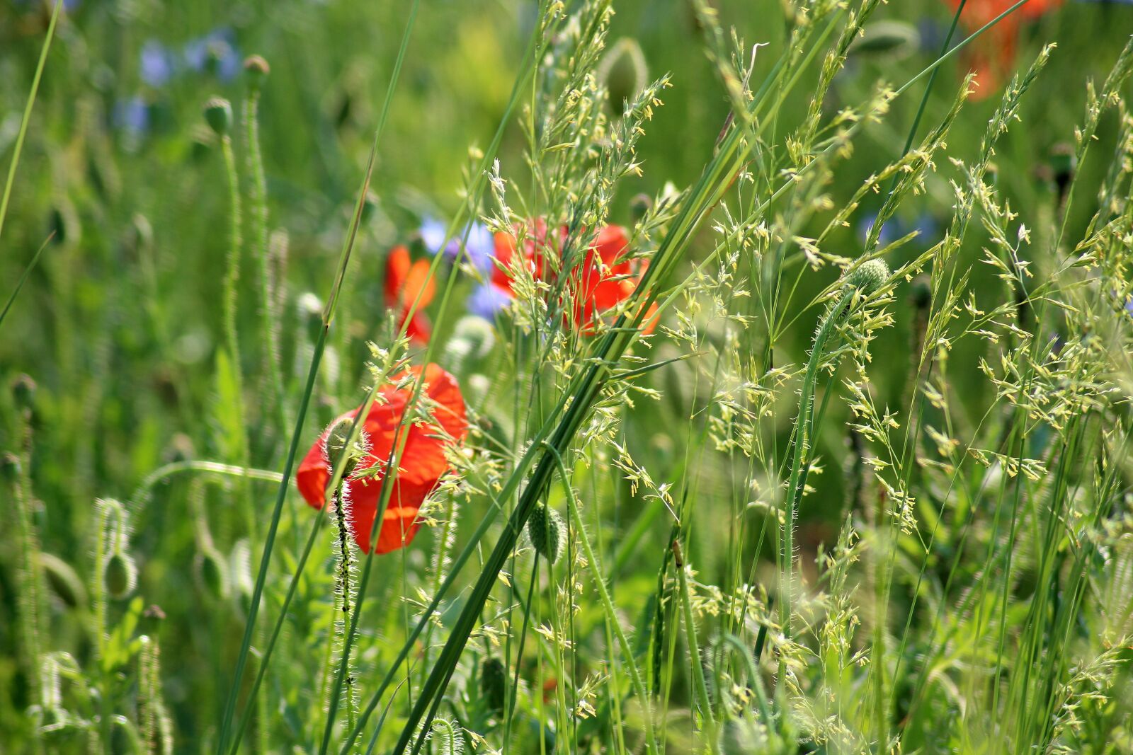 Canon EOS 1200D (EOS Rebel T5 / EOS Kiss X70 / EOS Hi) sample photo. Wildflowers, poppies, meadow photography