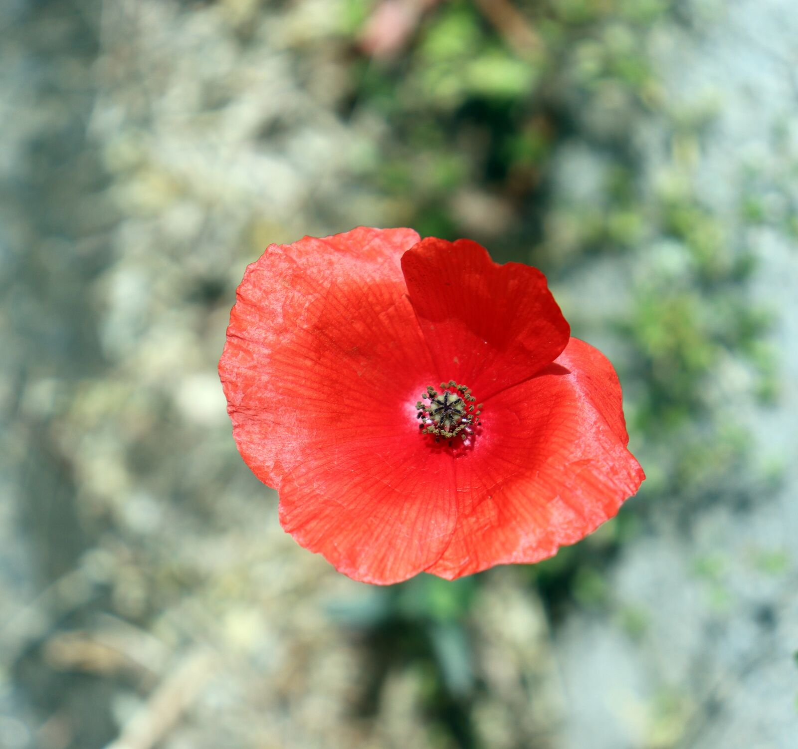 Canon EOS 200D (EOS Rebel SL2 / EOS Kiss X9) sample photo. Poppy, red, hungary photography