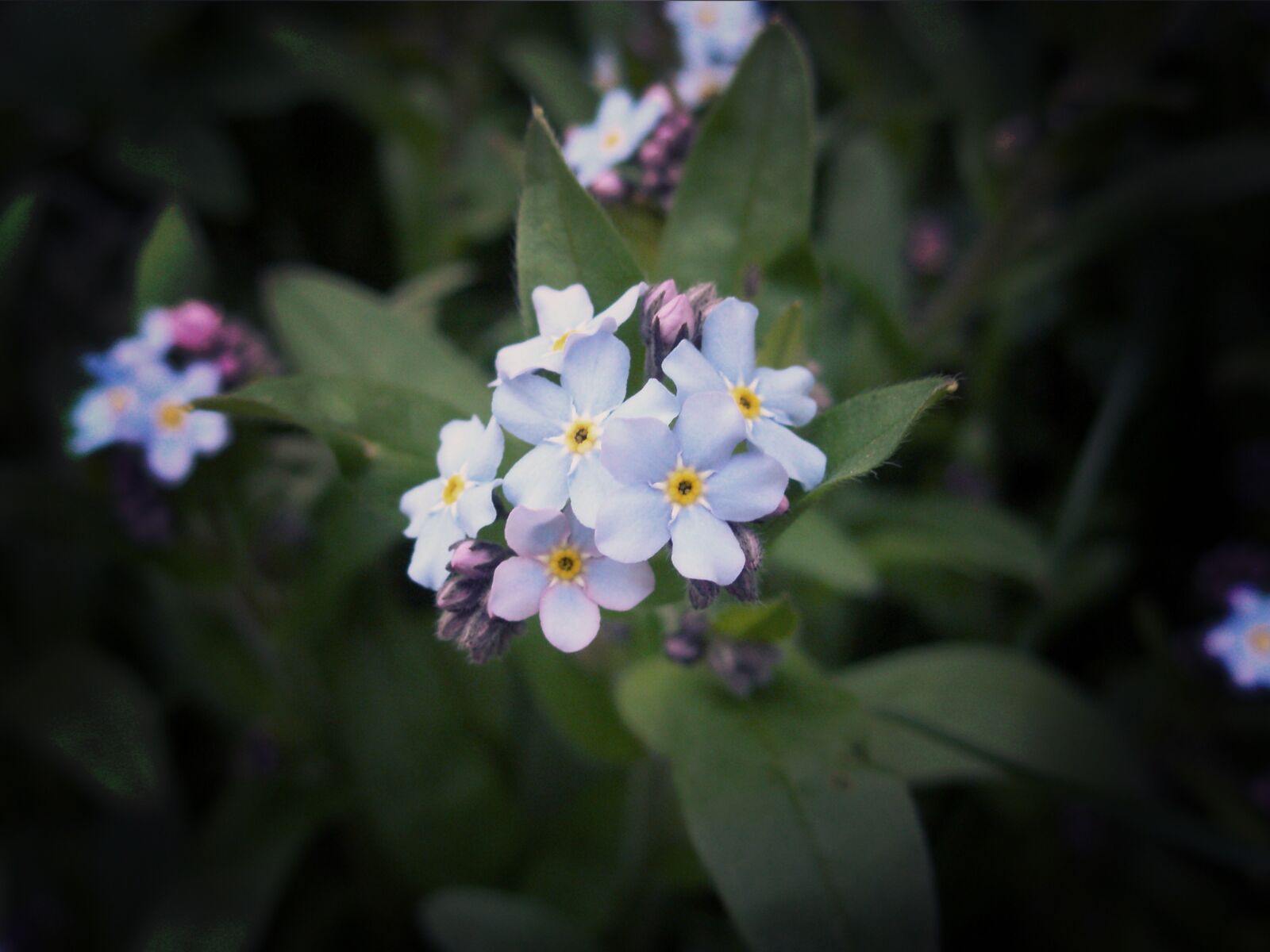 Olympus FE300,X830 sample photo. Blue, purple, nature photography