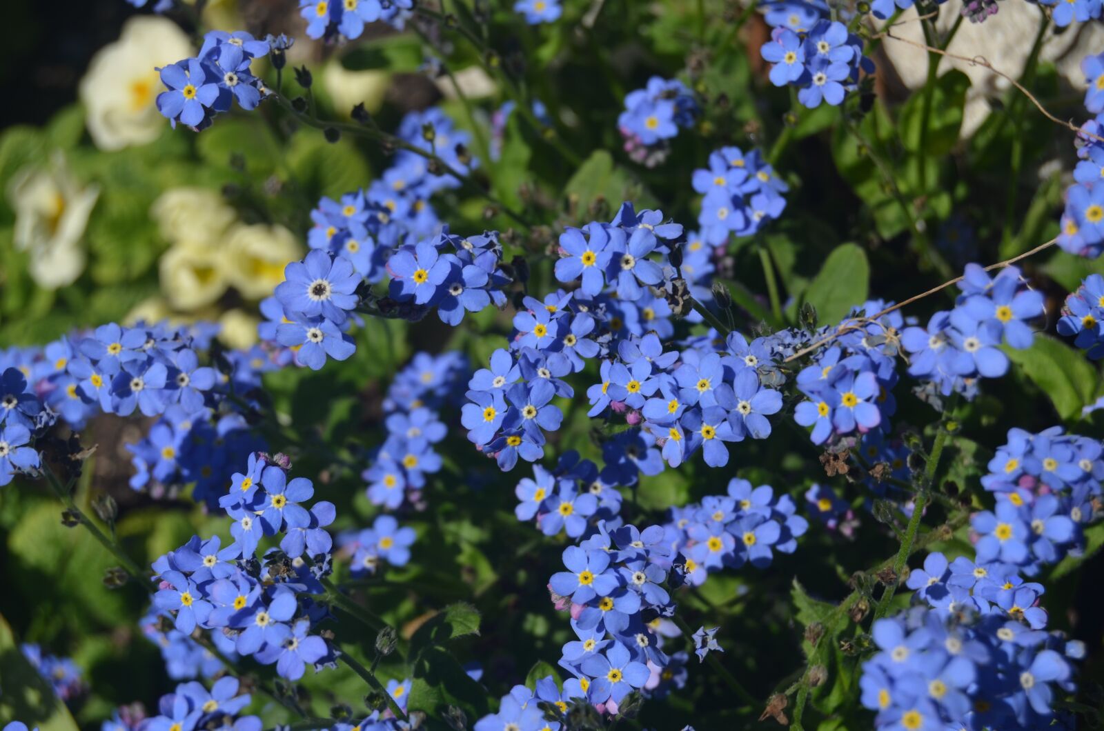 Nikon D5100 sample photo. Do not forget me photography