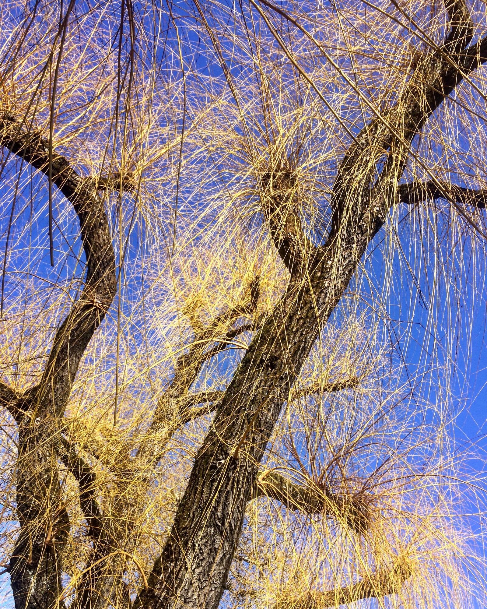 iPhone 5s back camera 4.15mm f/2.2 sample photo. Tree, nature, spring photography