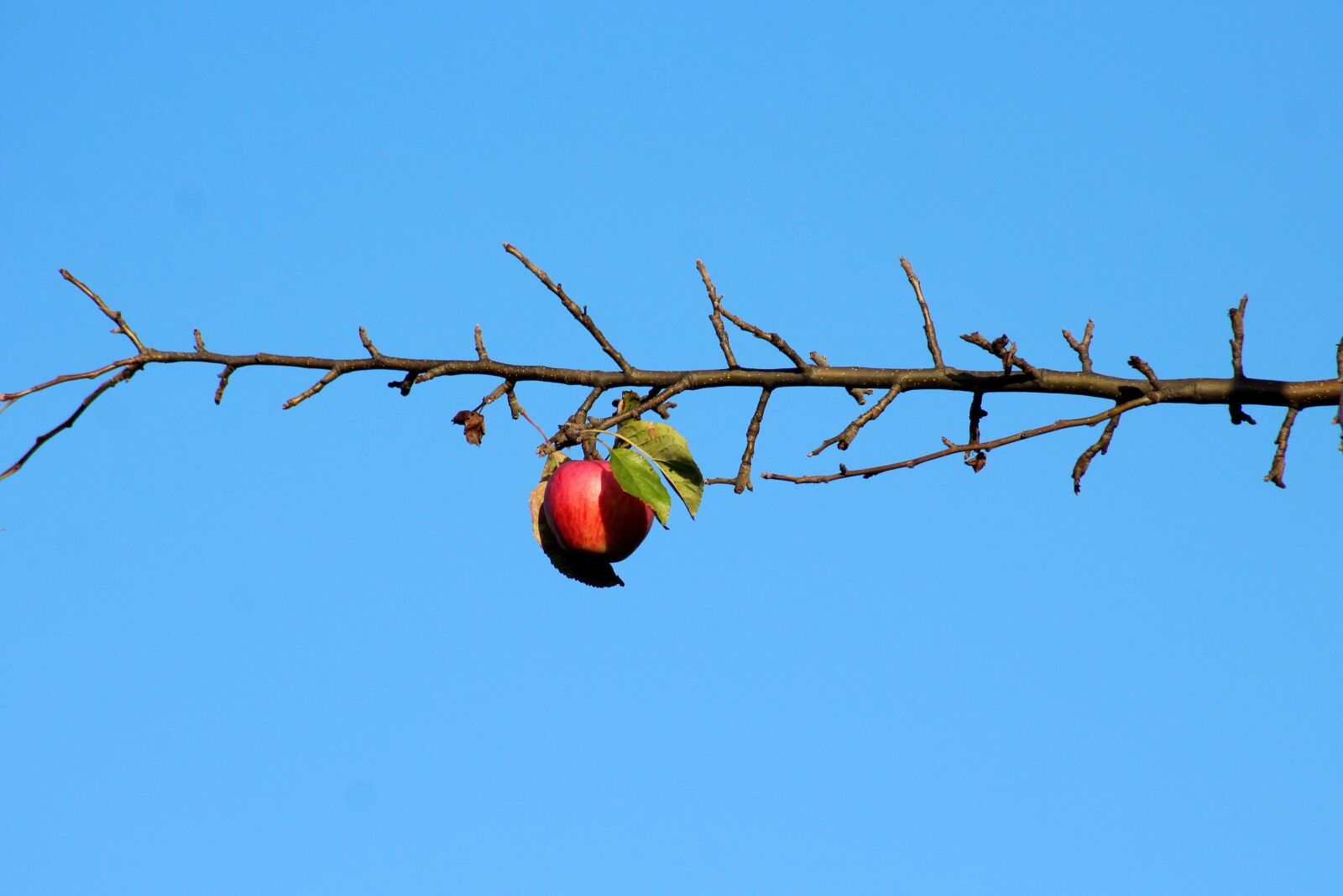 Canon EOS 1200D (EOS Rebel T5 / EOS Kiss X70 / EOS Hi) sample photo. Apple, fruit, sprig photography
