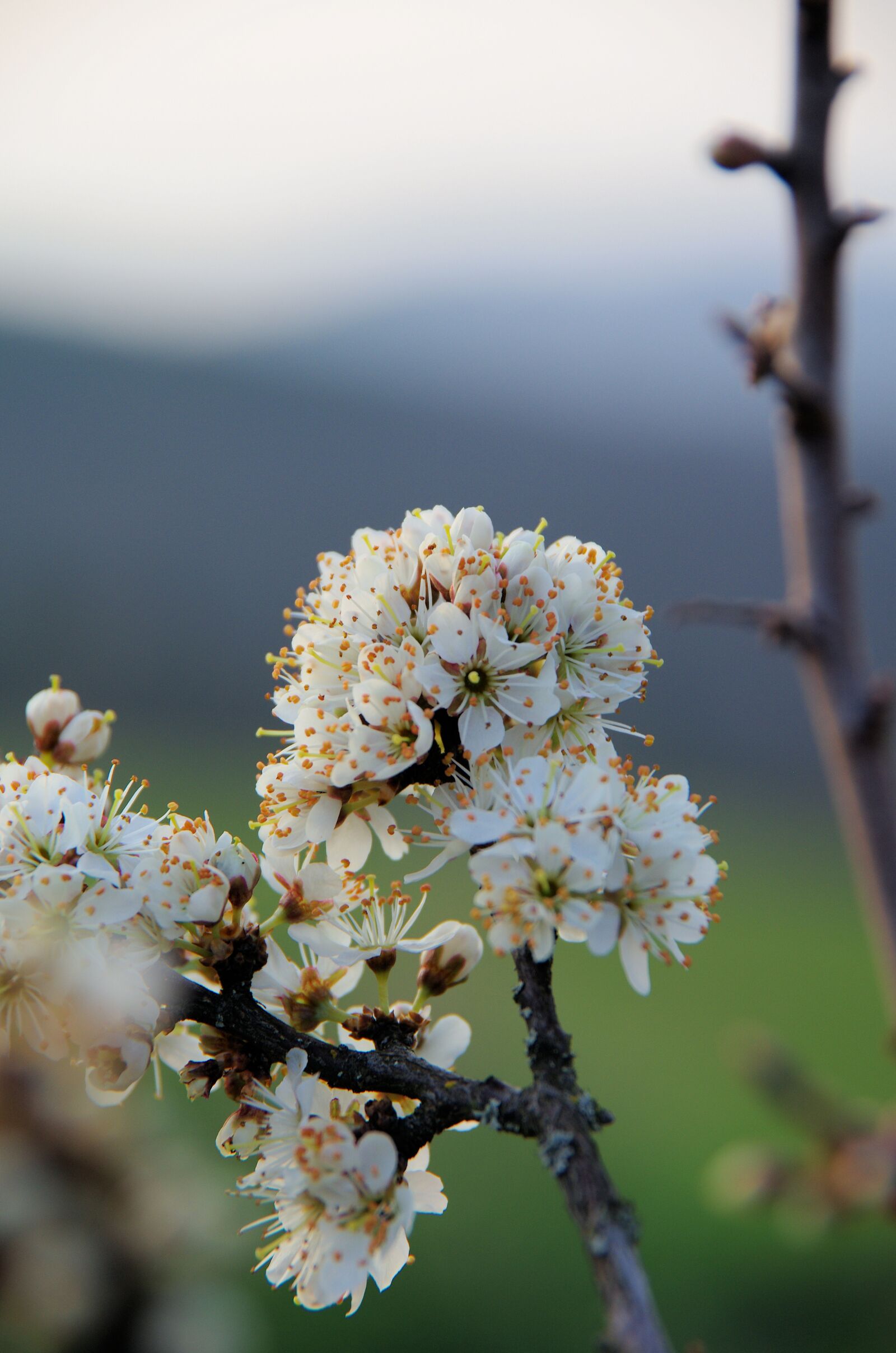 Pentax K-5 sample photo. Blossom, bloom, white photography