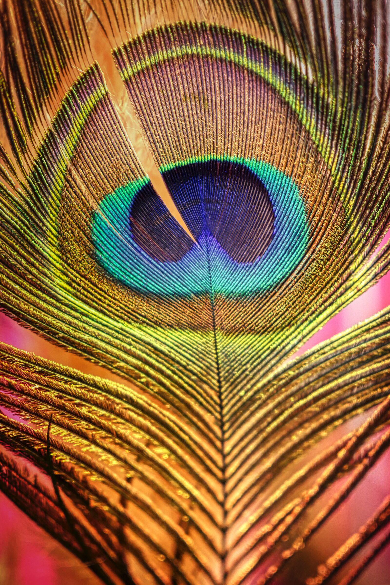 Panasonic Lumix DMC-GX8 sample photo. Peacock, feather, bird photography