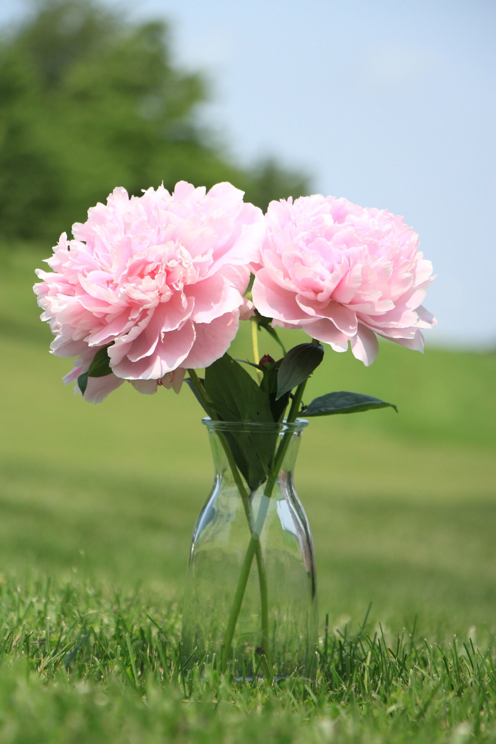 Canon EOS 650D (EOS Rebel T4i / EOS Kiss X6i) + Canon EF-S 18-135mm F3.5-5.6 IS STM sample photo. Peony, lawn, pink photography