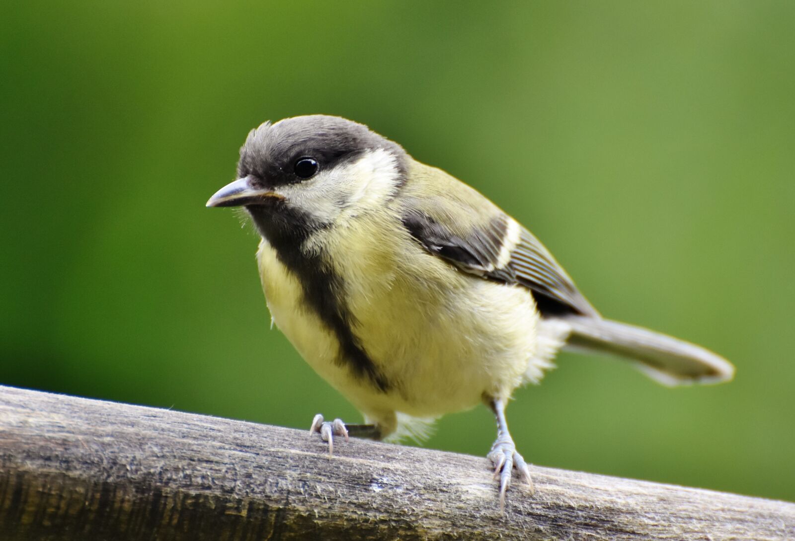 Nikon D7200 sample photo. Tit, songbird, small bird photography