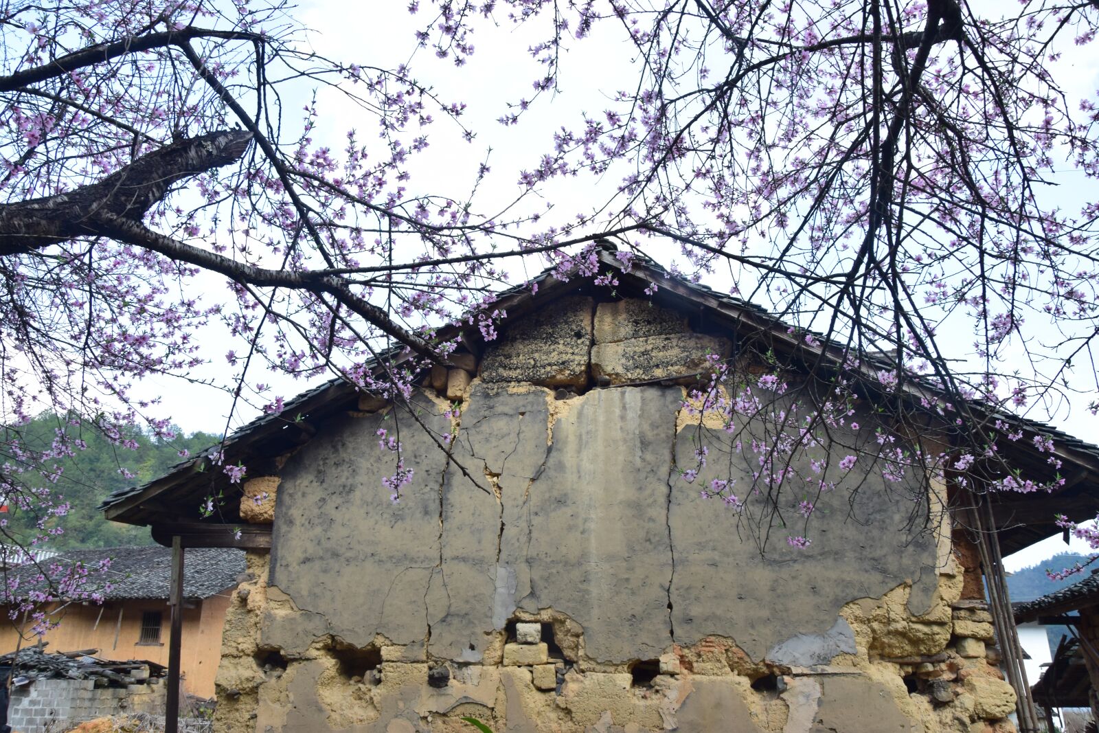 Nikon D5300 sample photo. Peach blossom, old house photography