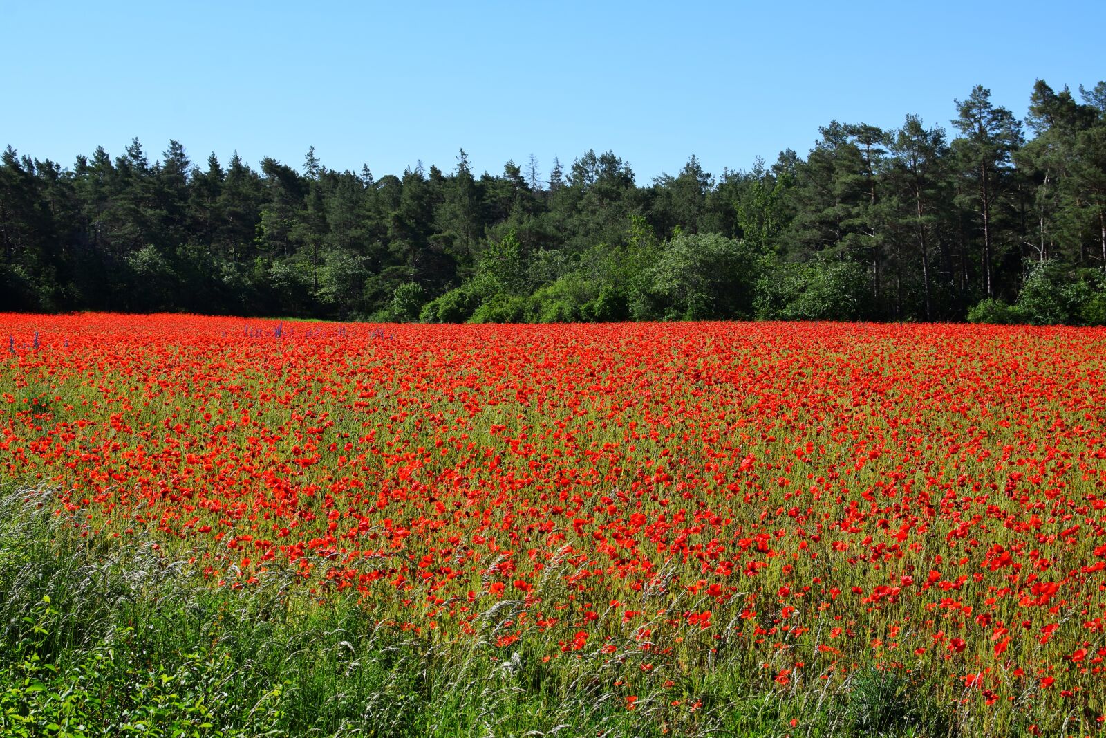 Nikon D5300 sample photo. Poppy field, poppy, summer photography