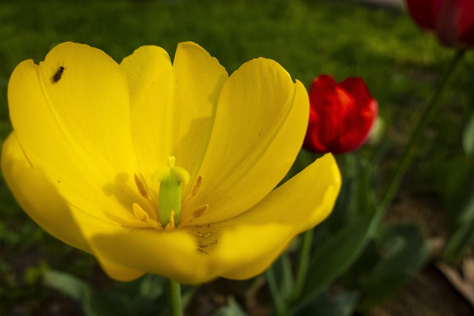 Canon PowerShot G9 X Mark II sample photo. Flowers, spring, yellow photography