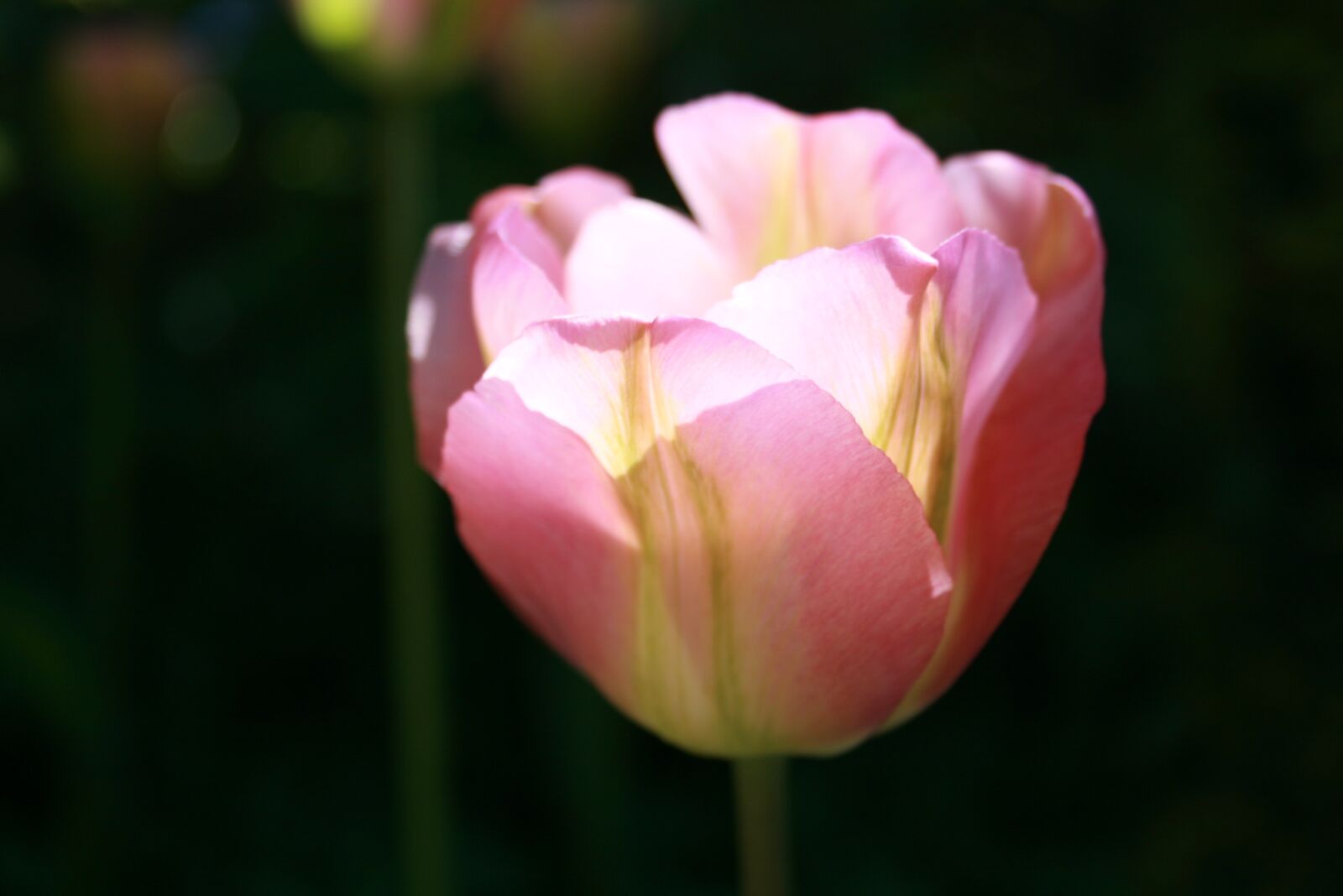 Canon EOS 400D (EOS Digital Rebel XTi / EOS Kiss Digital X) sample photo. Tulip, petals, pink photography