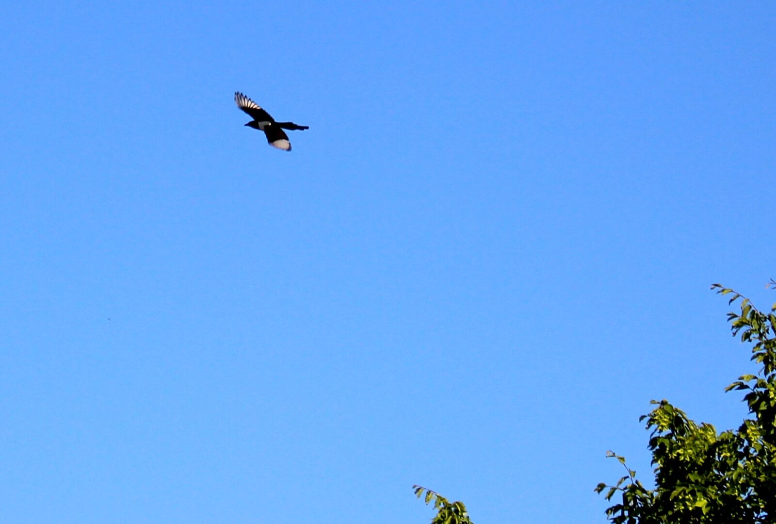 Canon EOS 700D (EOS Rebel T5i / EOS Kiss X7i) sample photo. Elster, flight, tree photography