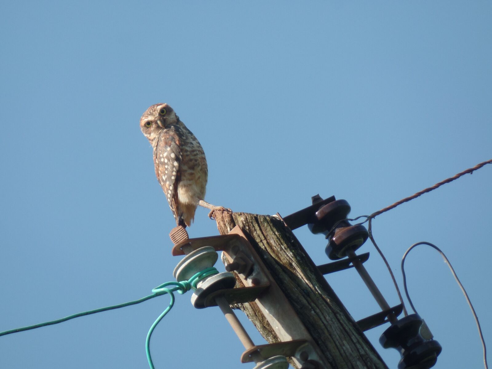 Samsung WB350F/WB351F/WB352F sample photo. Owl, sky, animals photography