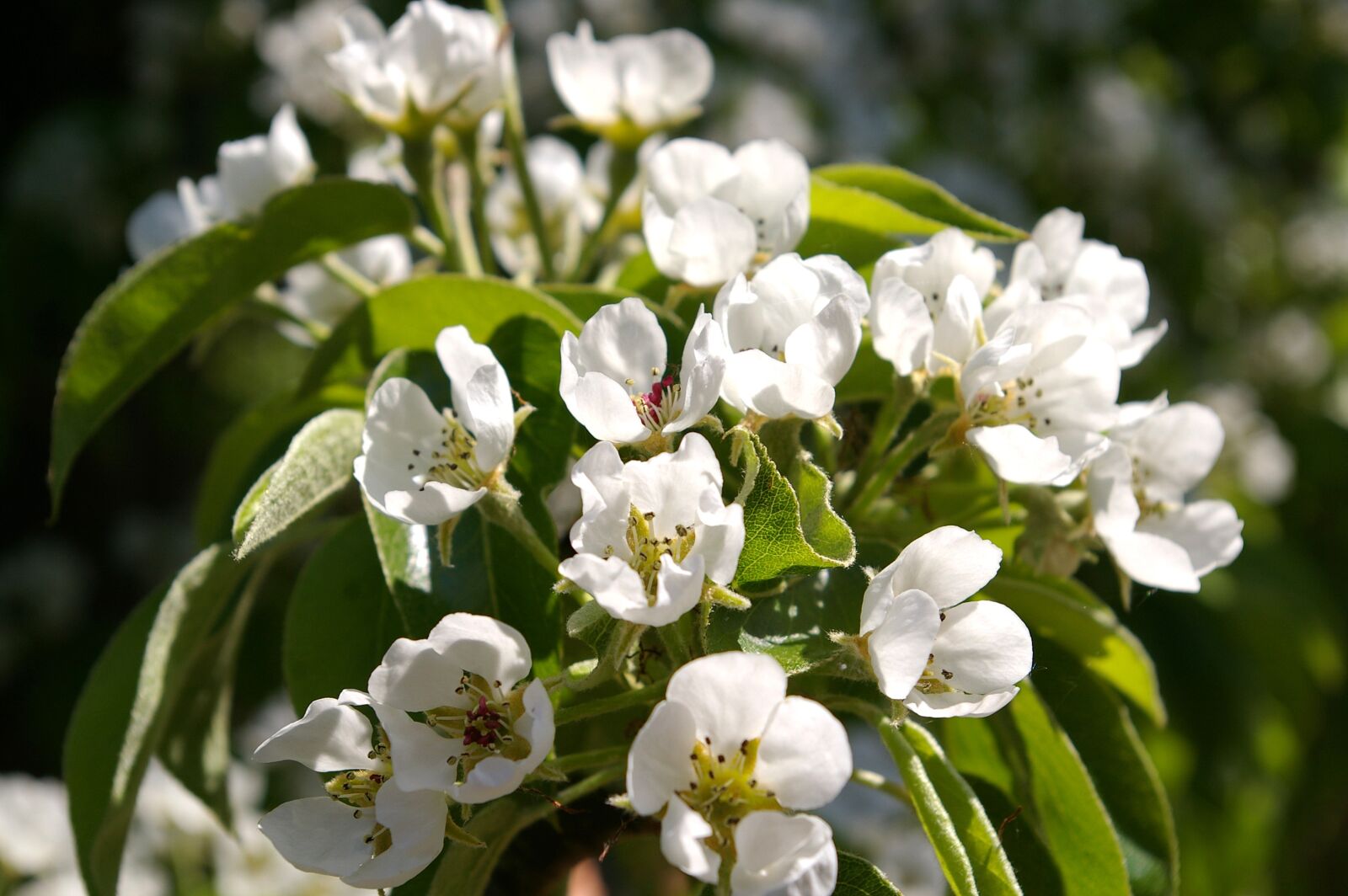 Pentax *ist DL2 sample photo. Spring, petals, tree photography