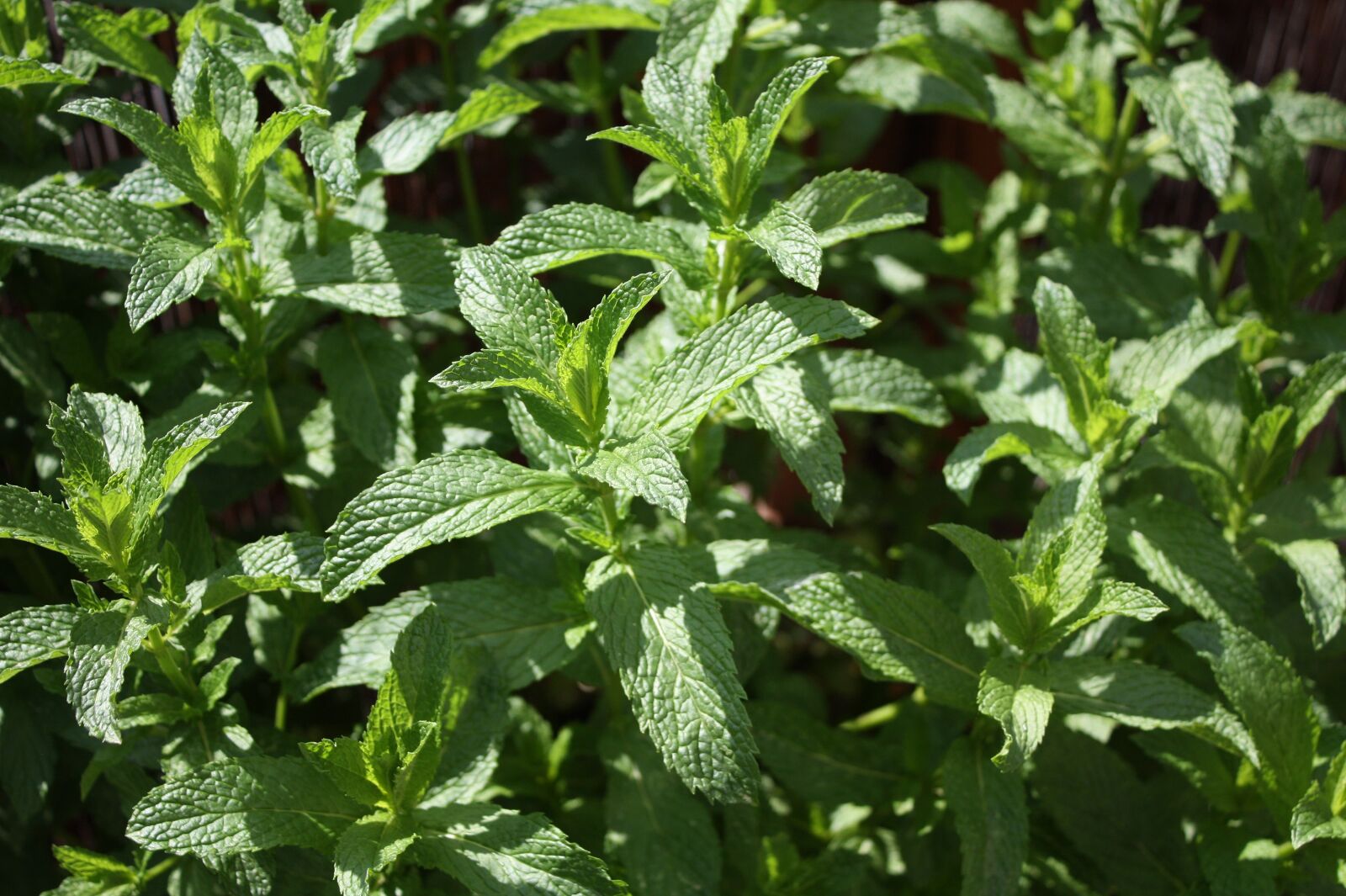 Canon EOS 450D (EOS Rebel XSi / EOS Kiss X2) sample photo. Peppermint, herbs, mint photography