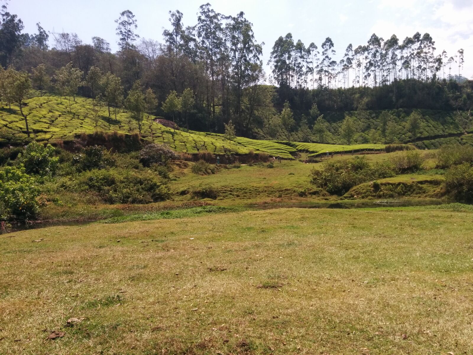LG Nexus 5 sample photo. Munnar photography