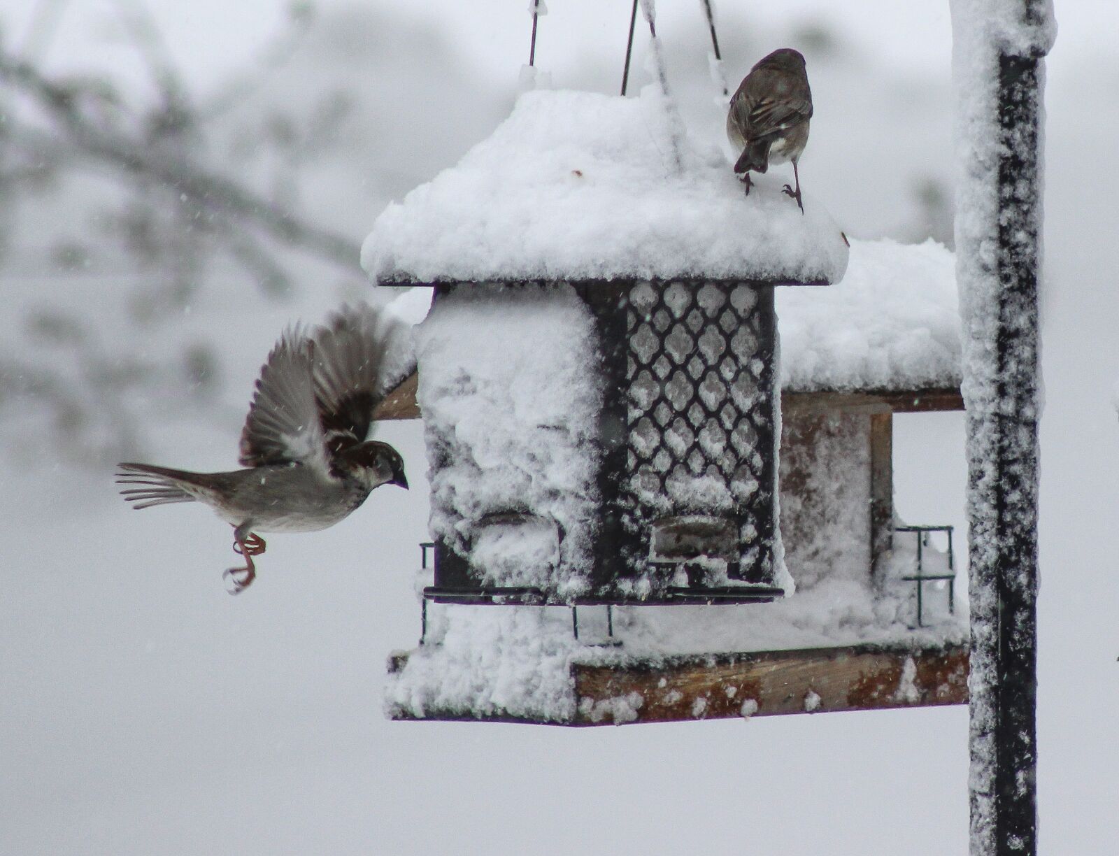 Canon EOS 600D (Rebel EOS T3i / EOS Kiss X5) sample photo. Bird, winter, snow photography