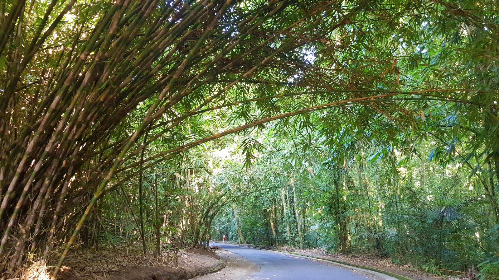 Samsung Galaxy S8 sample photo. Bali, bamboo forest, travel photography