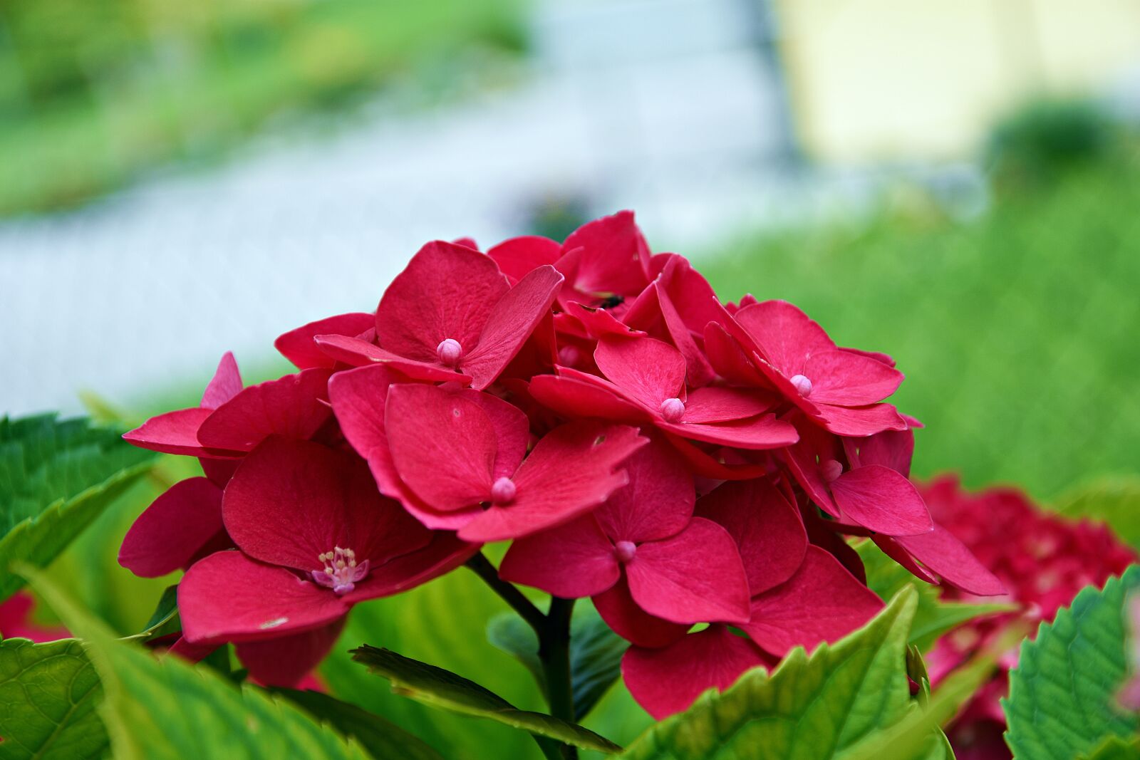 Nikon D3400 sample photo. Flower, hydrangea, blossom photography