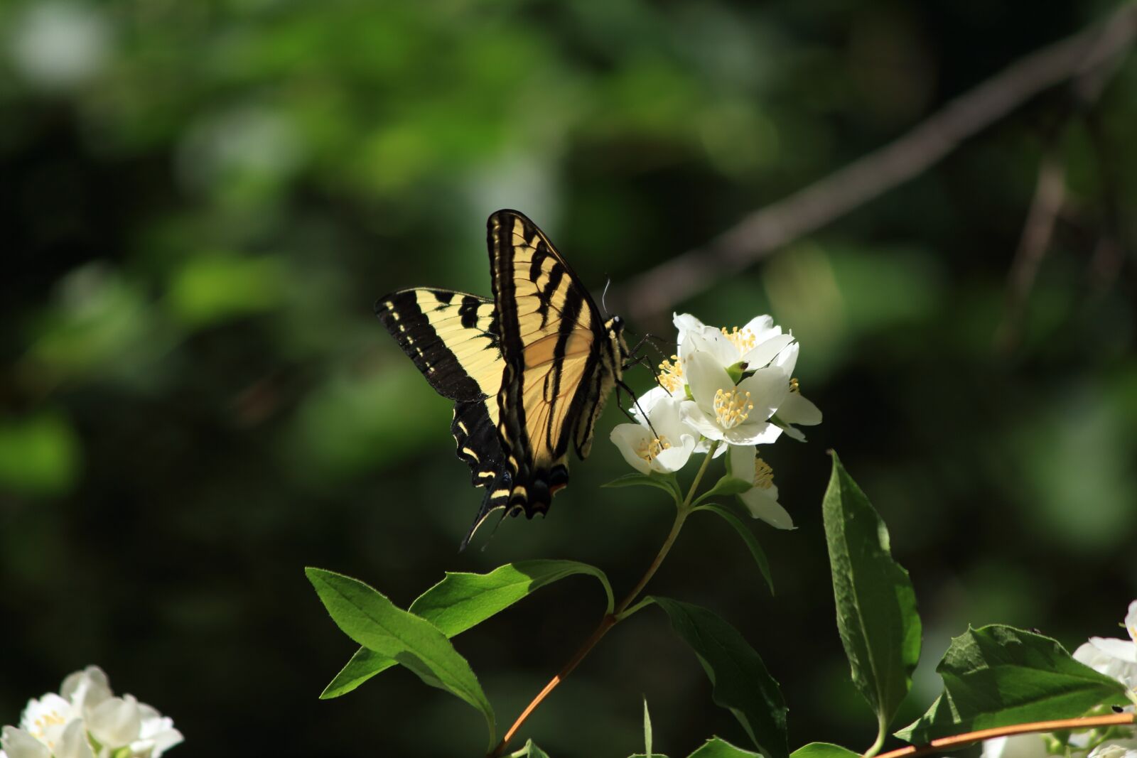 Canon EOS 650D (EOS Rebel T4i / EOS Kiss X6i) sample photo. Swallowtail, butterfly, insect photography