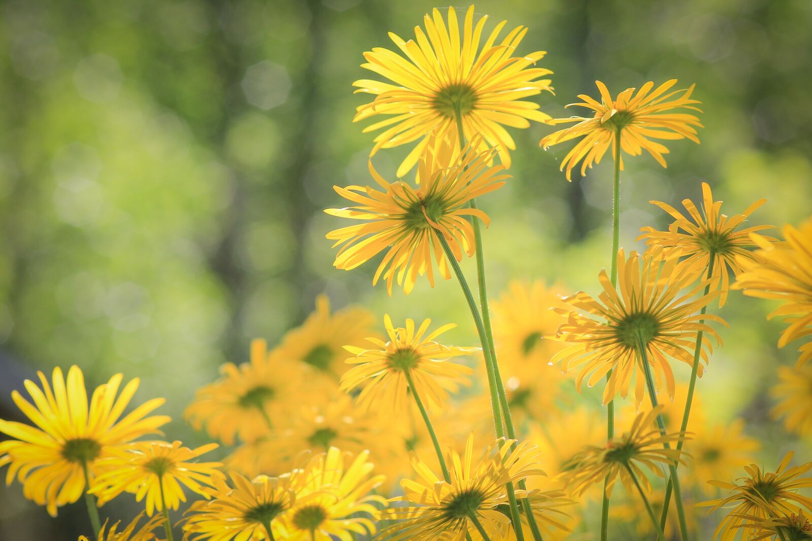 Canon EOS 550D (EOS Rebel T2i / EOS Kiss X4) sample photo. Flowers, yellow, green photography