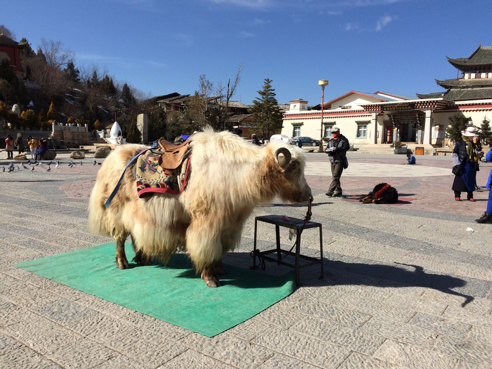 iPhone 5s back camera 4.15mm f/2.2 sample photo. Animal, views, sheep photography