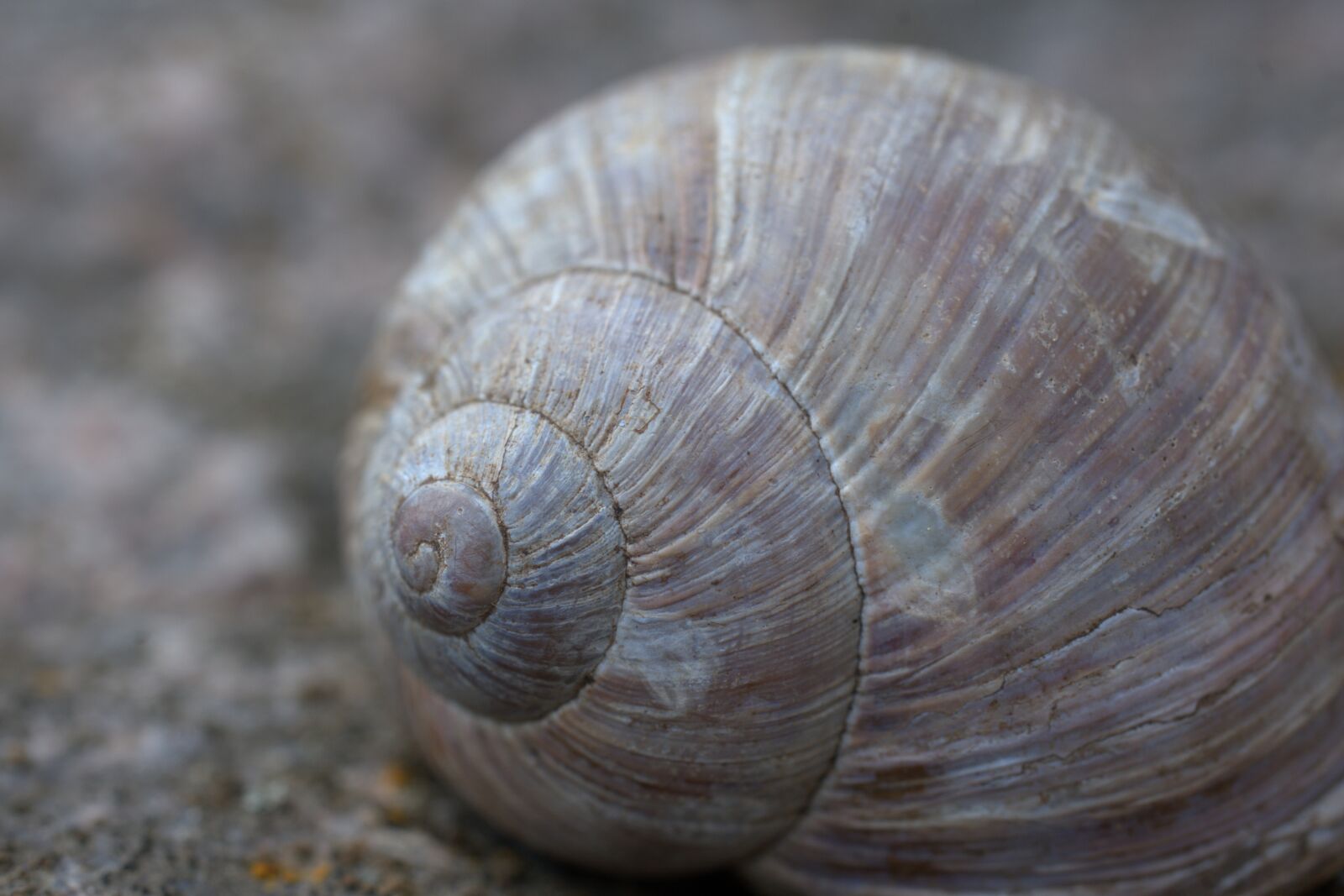 Sony FE 50mm F2.8 Macro sample photo. Snail, shell, slowly photography