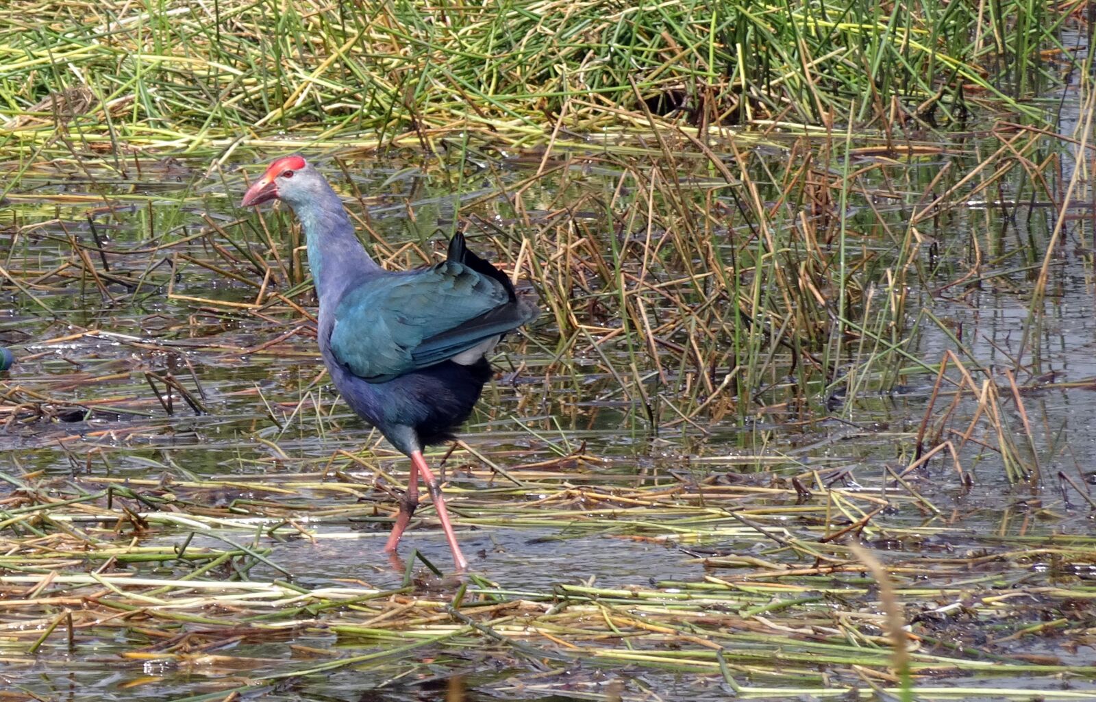 Sony Cyber-shot DSC-HX90V sample photo. Bird, purple swamphen, purple photography
