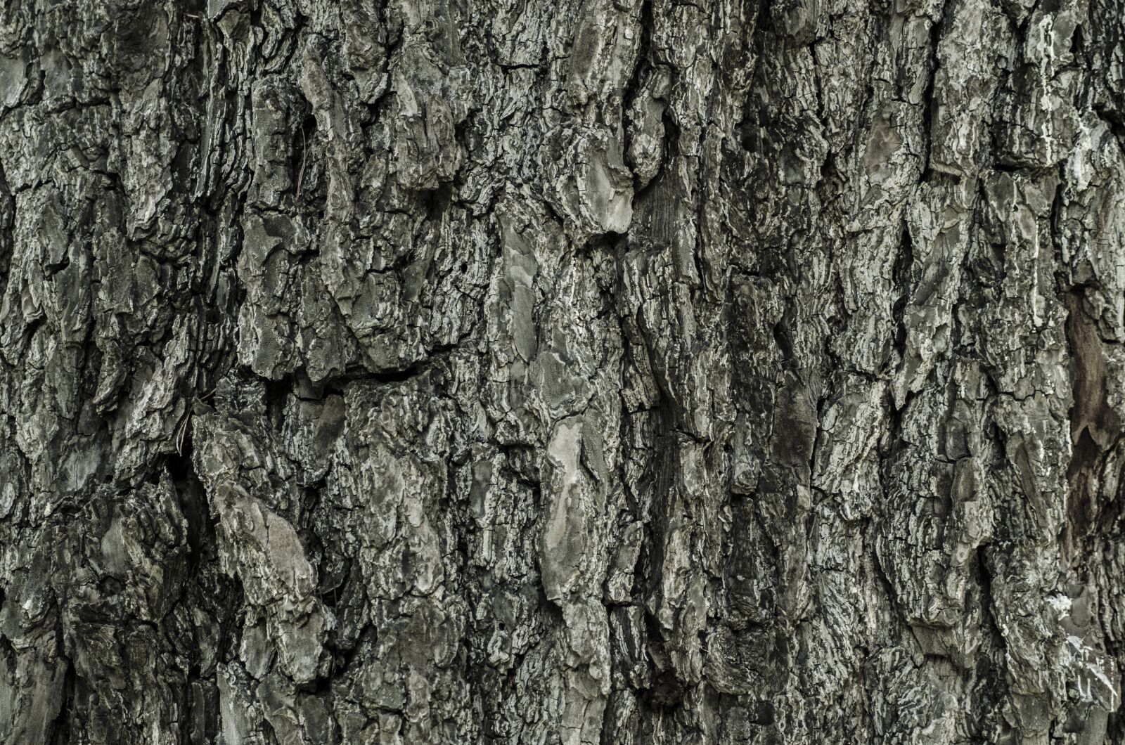 Nikon D7000 sample photo. Bark, tree, grey photography
