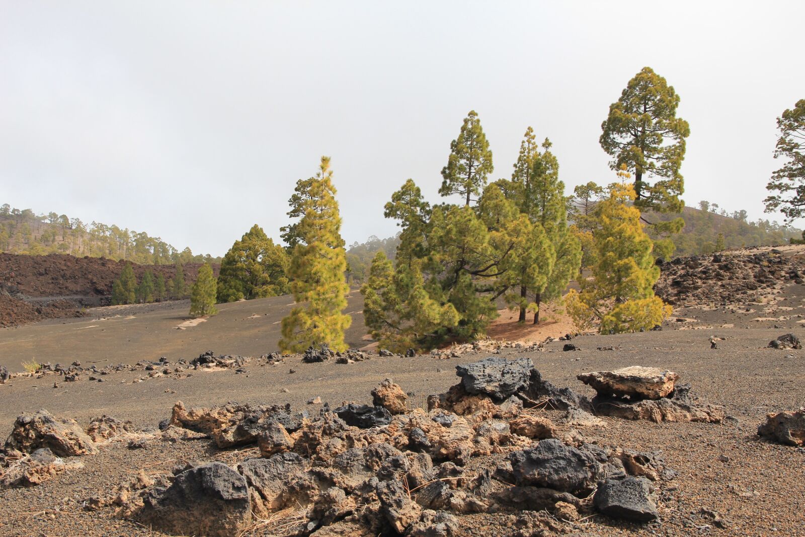 Canon EOS 550D (EOS Rebel T2i / EOS Kiss X4) sample photo. Tenerife, tree, canary islands photography