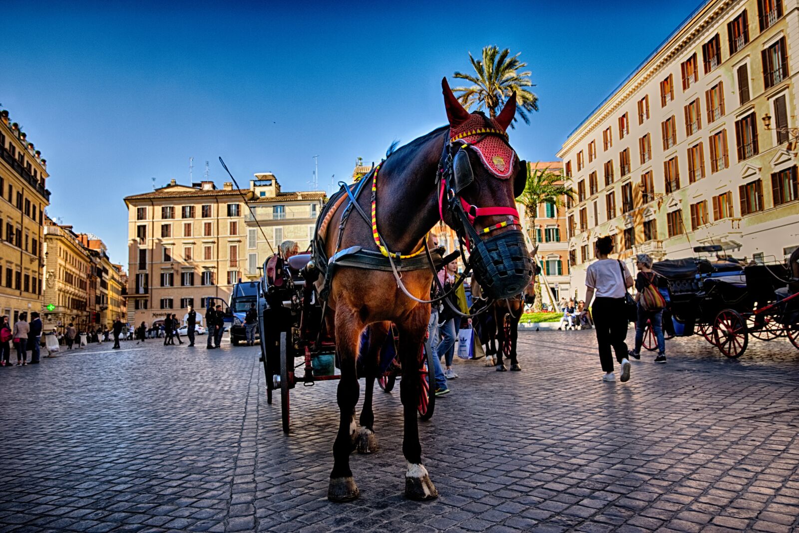 Nikon D5300 sample photo. Horse, rome, italy photography