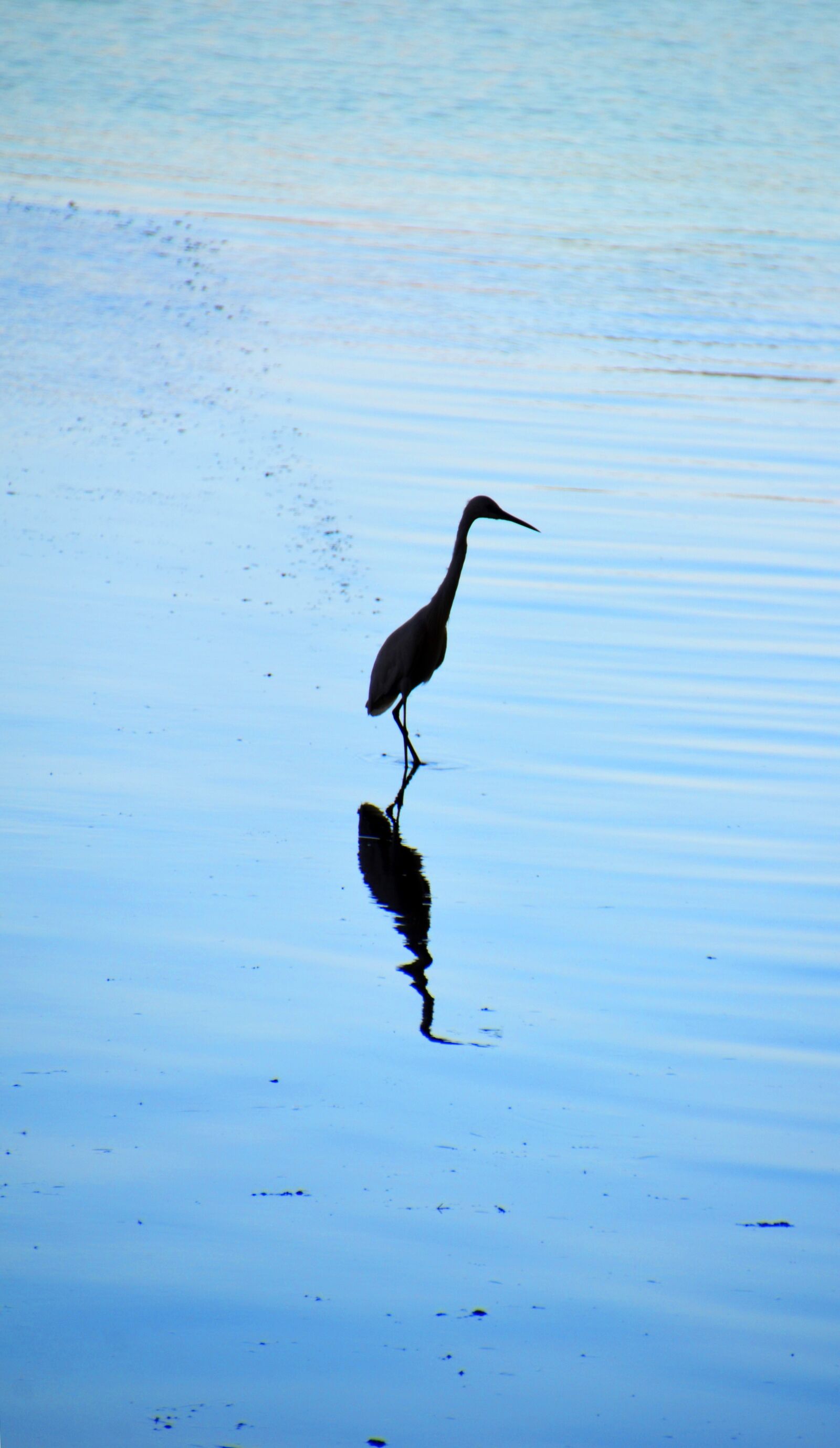 Nikon D7000 sample photo. Heron, water bird, mirroring photography