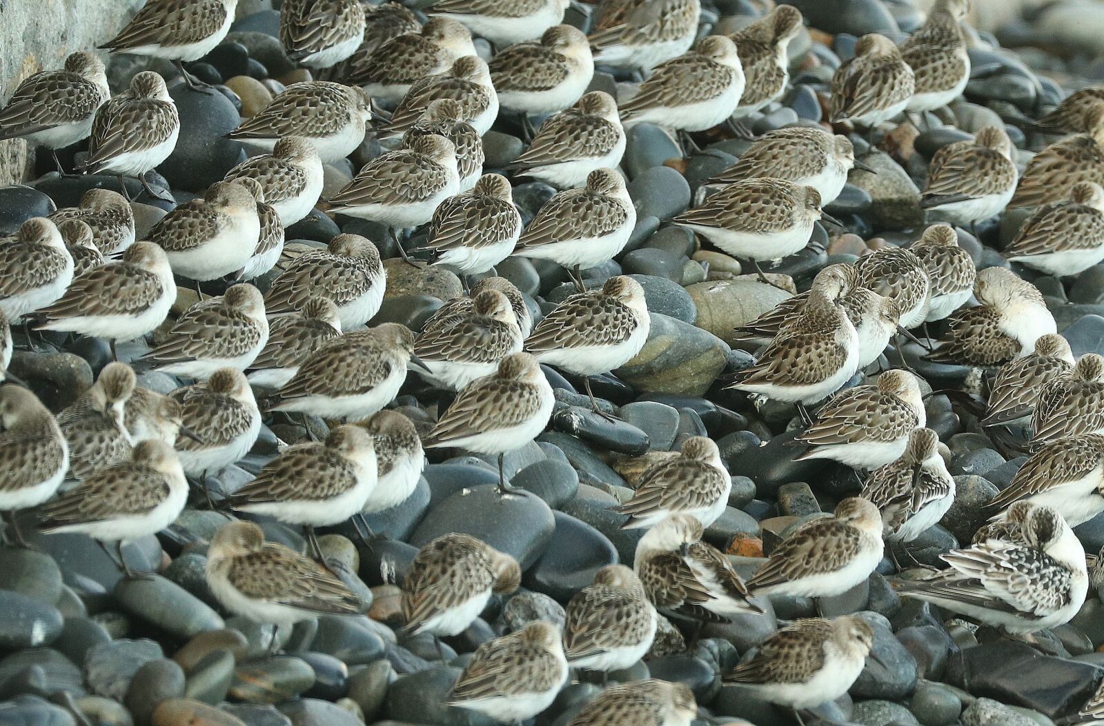 Canon EOS 80D + Canon EF 100-400mm F4.5-5.6L IS II USM sample photo. Sandpipers, beach, bind photography