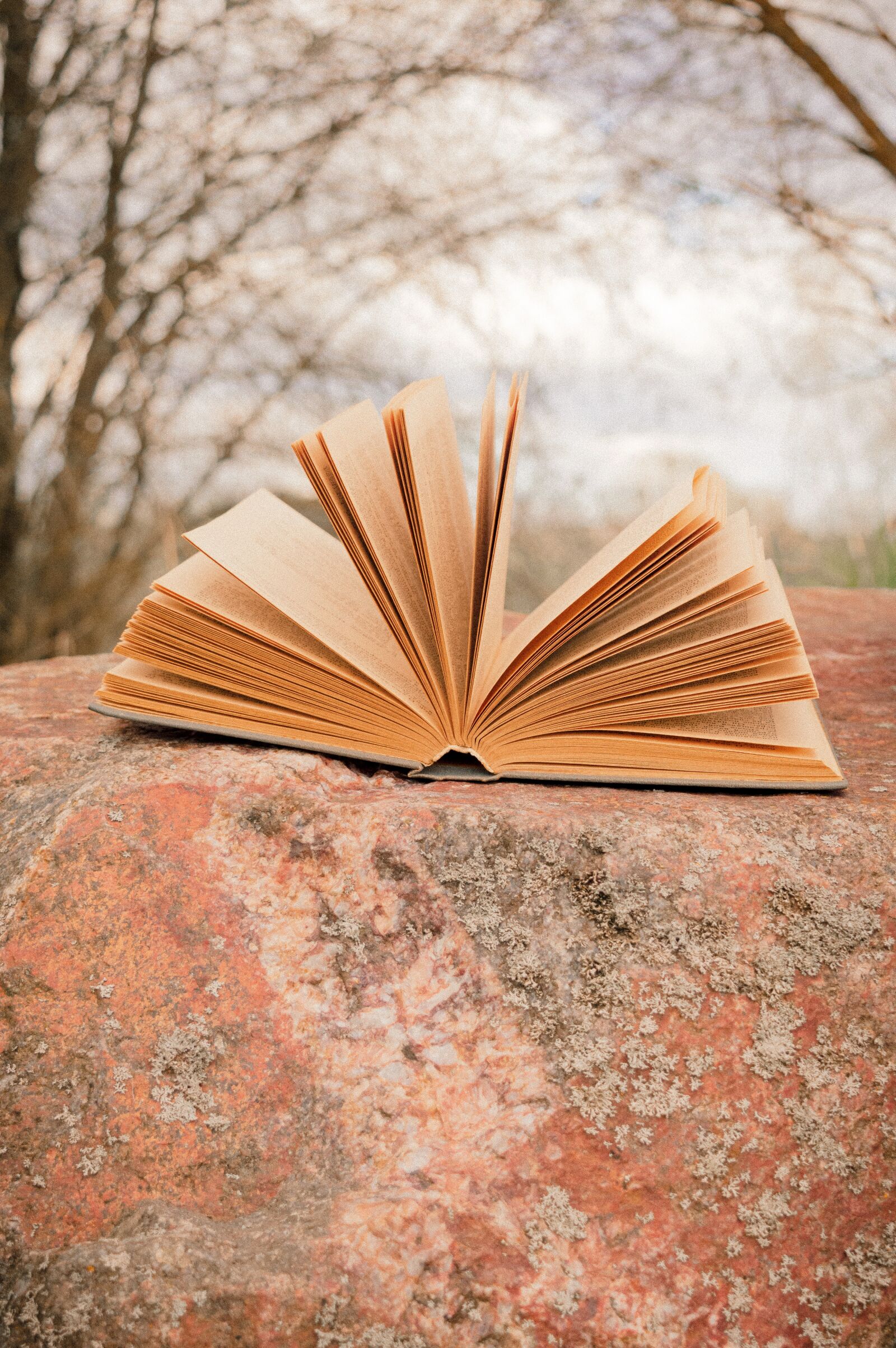 Nikon D3200 sample photo. Book, flower, read photography