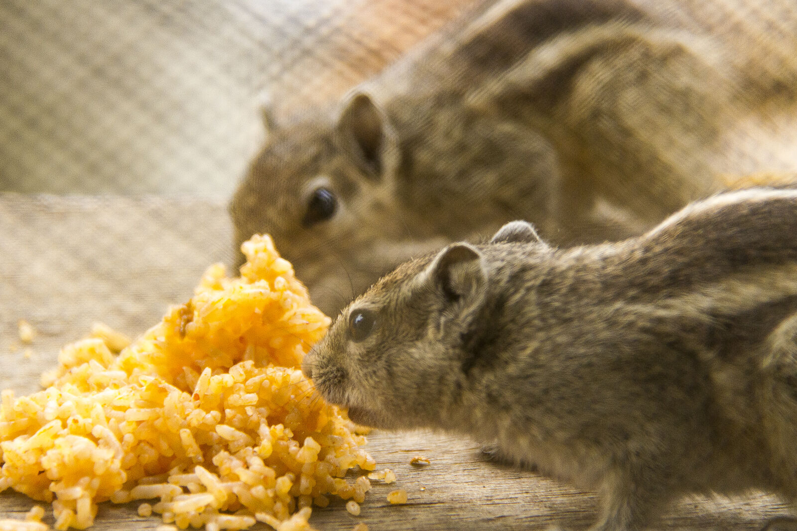 Canon EOS 7D sample photo. Squirrel photography