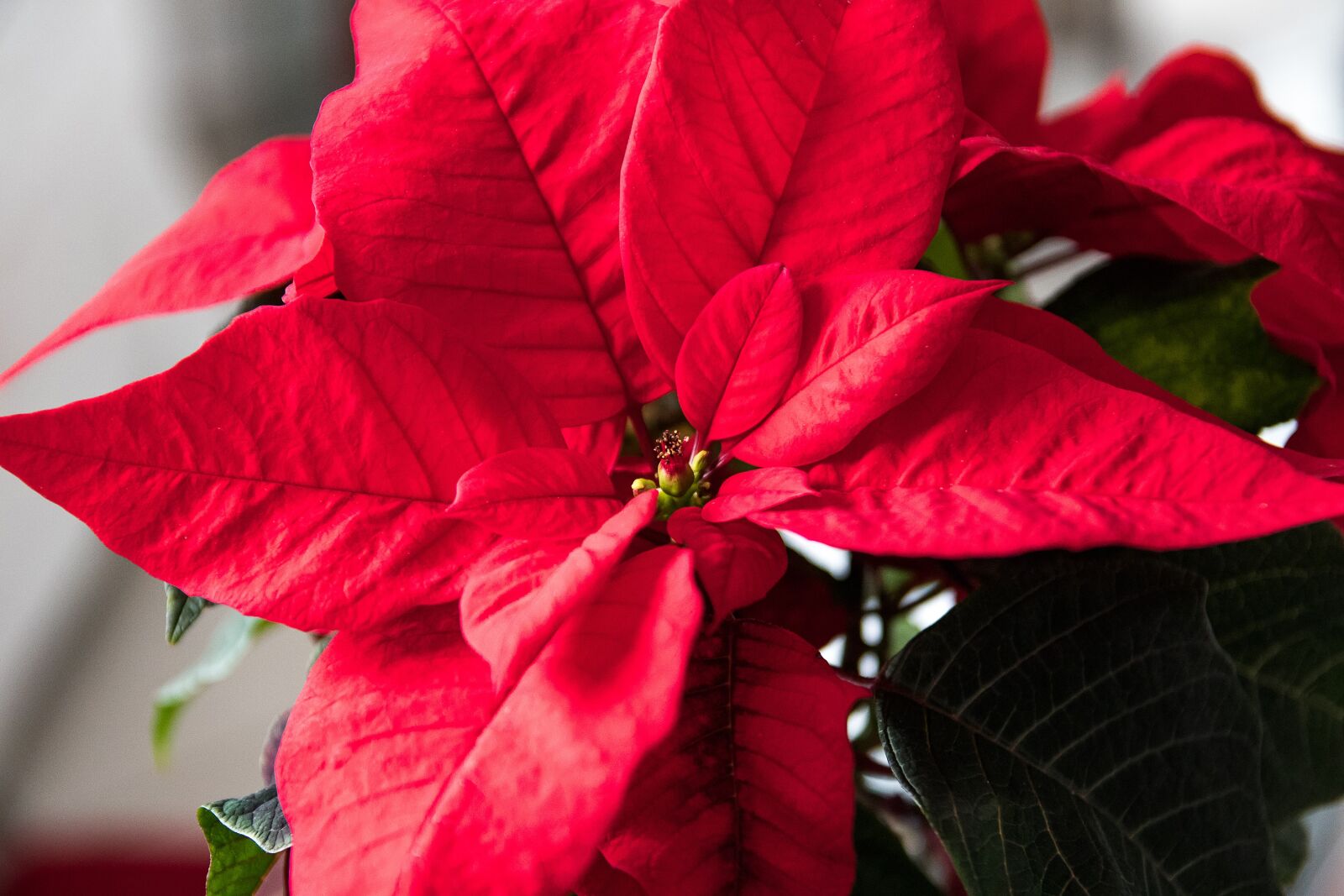 Canon EOS 80D sample photo. Poinsettia, plant, red flower photography