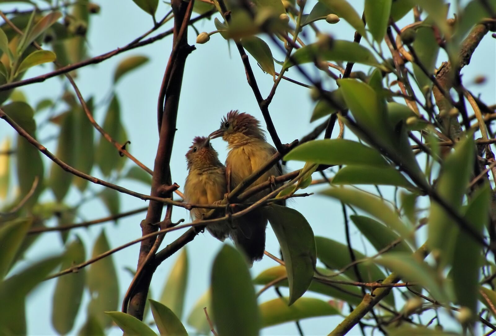 Pentax K-r sample photo. Yellow-billed bulbul, outdoor, perch photography