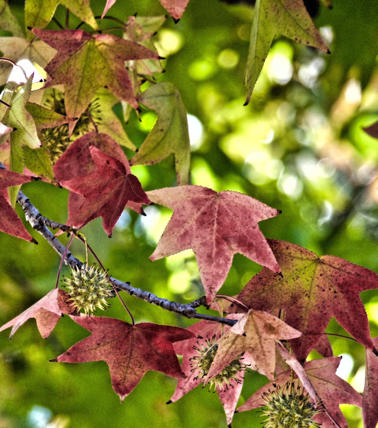 Nikon D5100 sample photo. Autumn, autumn, colours, diana photography