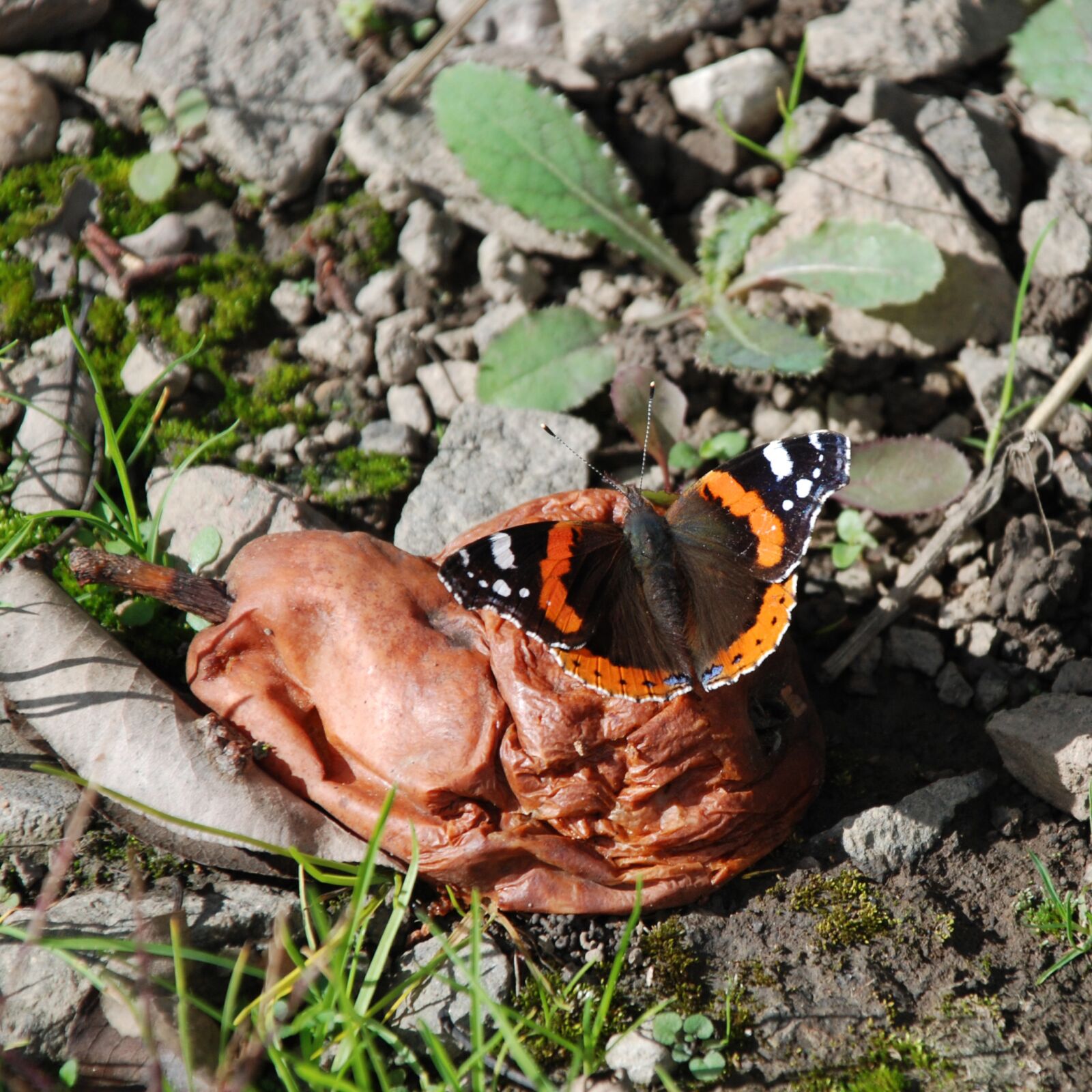 Nikon D80 sample photo. Butterfly, fruit, suck photography