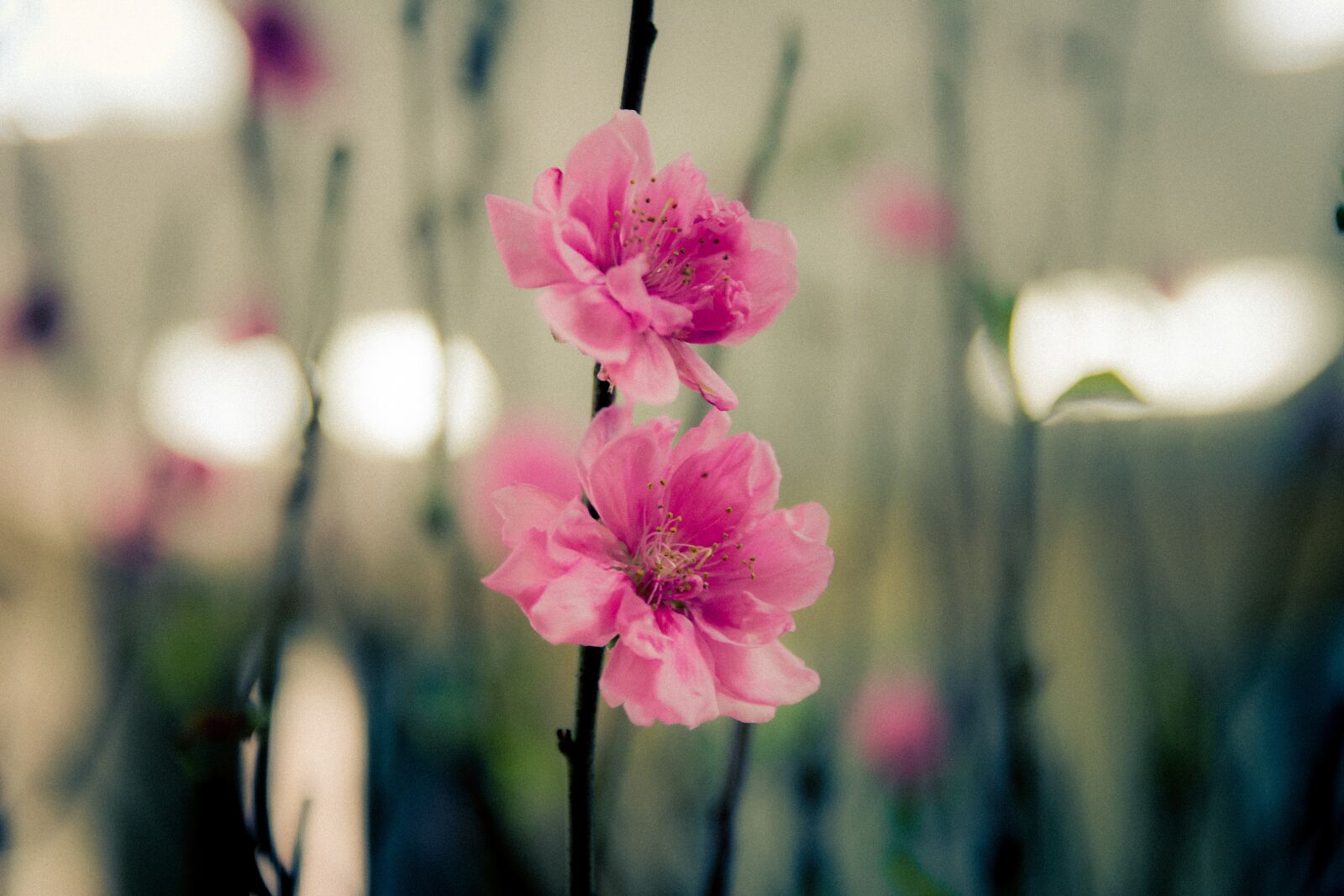 Nikon D7100 sample photo. Cherry blossom, spring, pink photography
