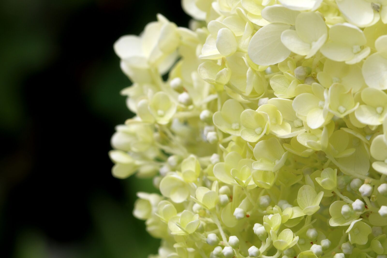 Canon EOS 7D Mark II sample photo. Plants, nature, forest photography