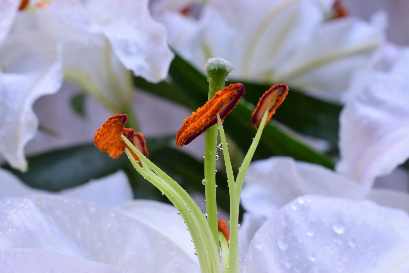 Nikon D3300 sample photo. Lily, flower, flower stamp photography