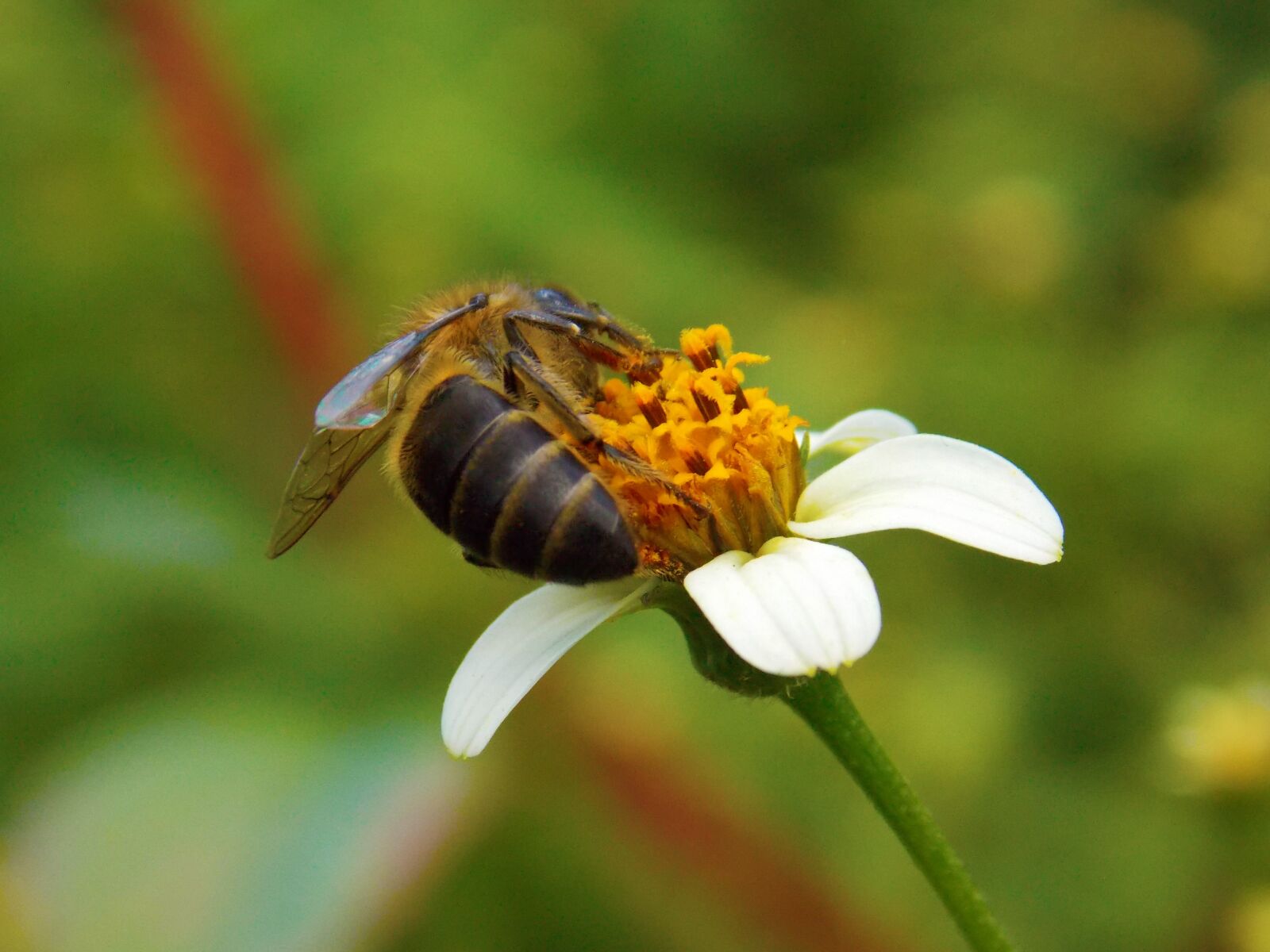 Nikon COOLPIX L320 sample photo. Bee, blackjack, honeybee photography