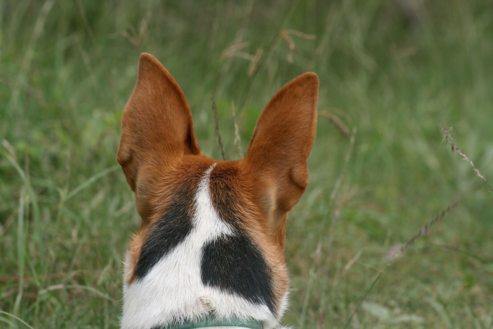 Canon EOS 400D (EOS Digital Rebel XTi / EOS Kiss Digital X) sample photo. Dog, animal, puppy photography