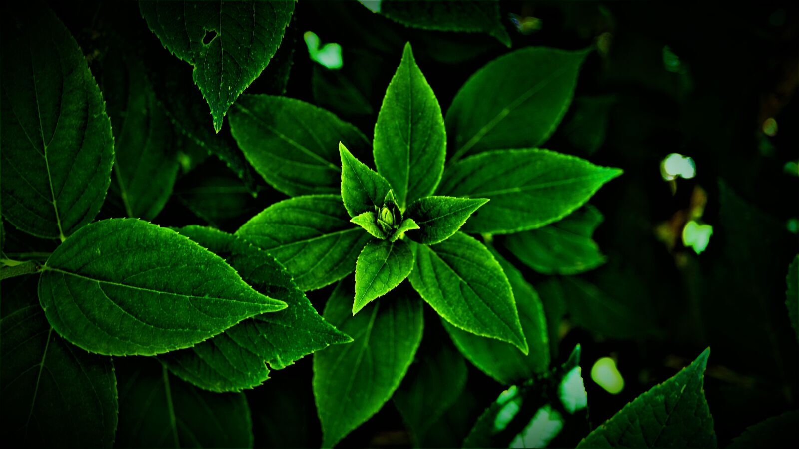 Sony E 30mm F3.5 Macro sample photo. Leaves, green, bright photography