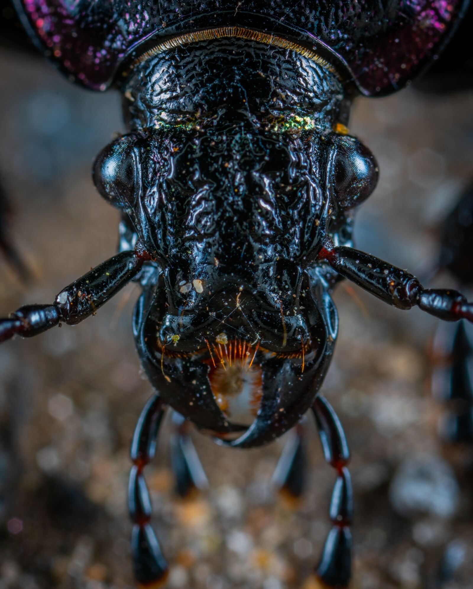 #124 65/2.8 sample photo. Beetle, macro, insect photography