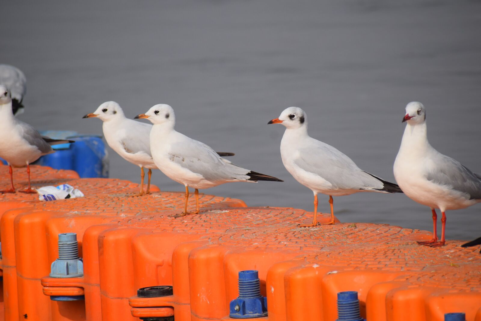 Nikon D3300 sample photo. Seagulls, sitting, birds photography