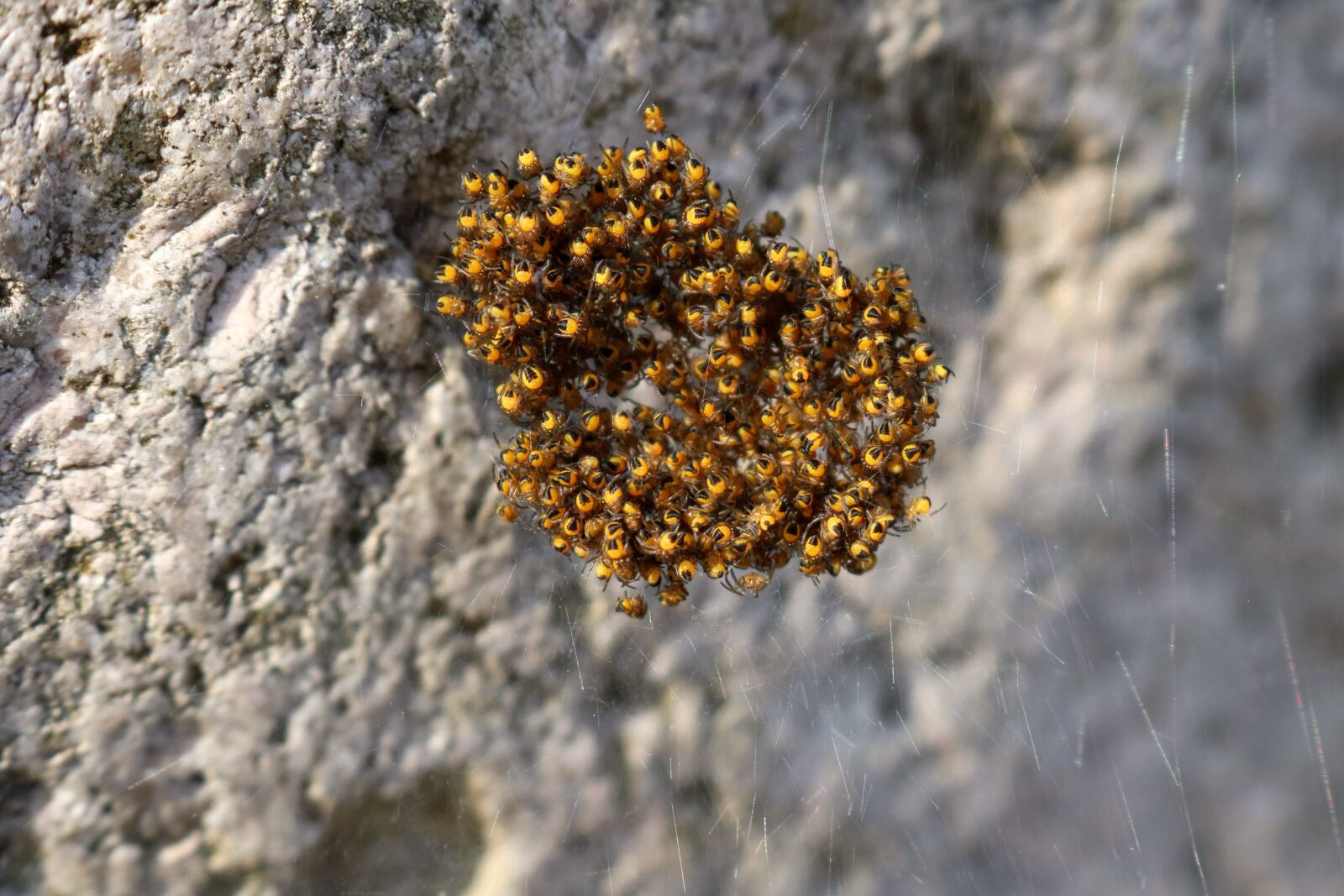 Canon EOS 750D (EOS Rebel T6i / EOS Kiss X8i) sample photo. Spin, nest, baby spiders photography