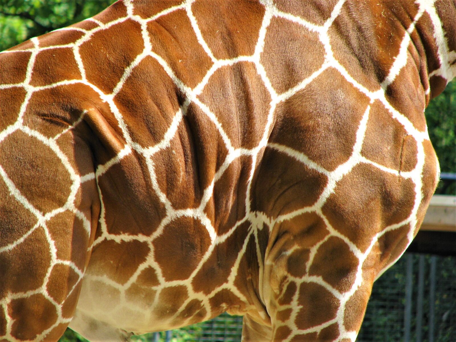 Canon POWERSHOT S5 IS sample photo. Nature, animal, wild animals photography