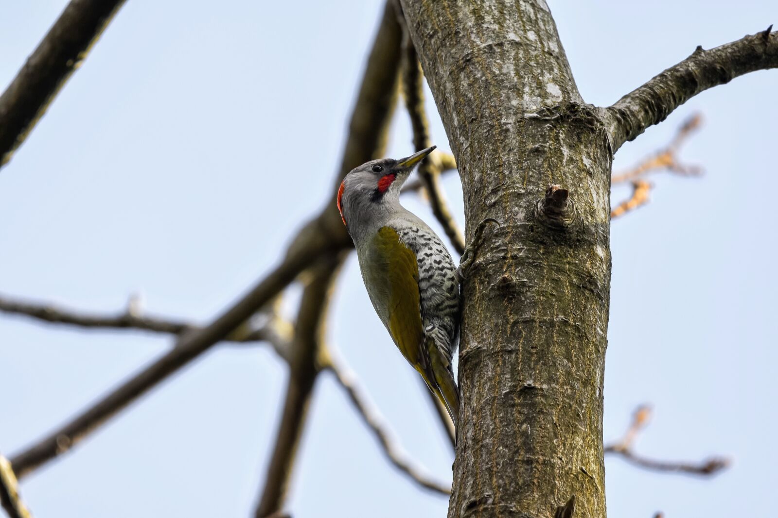 Nikon D7200 sample photo. Animal, forest, wood photography